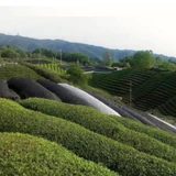 ��������� ͭ������ �� 20g