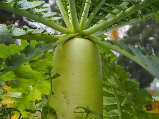 �褷�����ࡡ��������  ��������������(100g)