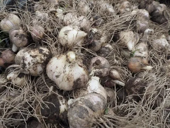 �褷�����ࡡ�ˤ�ˤ������(40g)