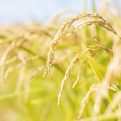 ��ͭ��JASǧ�ڡ� �������μ��������ơʸ��ơˣ���