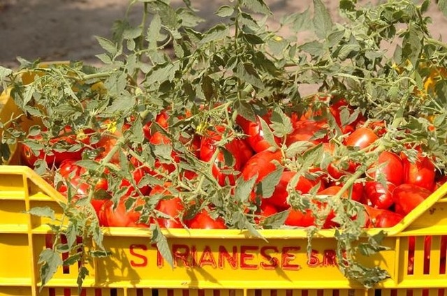 ����ޥƥ顡���ȥꥢ�͡������ȥޥȴ̡����åȡ�400g