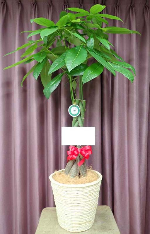 �ѥ����G-001��