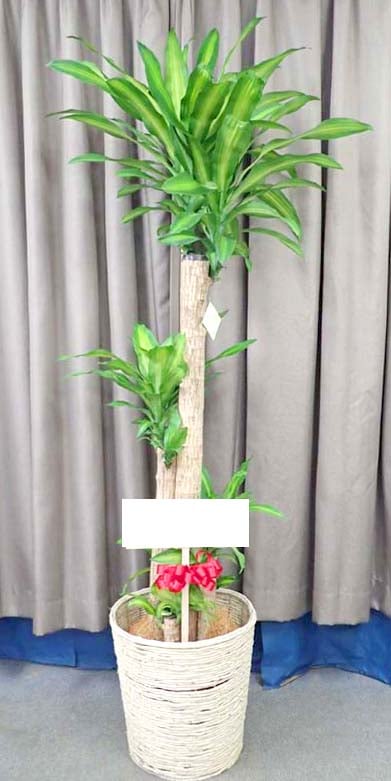 �ޥå����G-002��