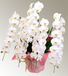 ��ĳ����R-005��