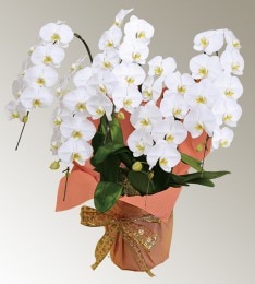 ��ĳ����R-006��