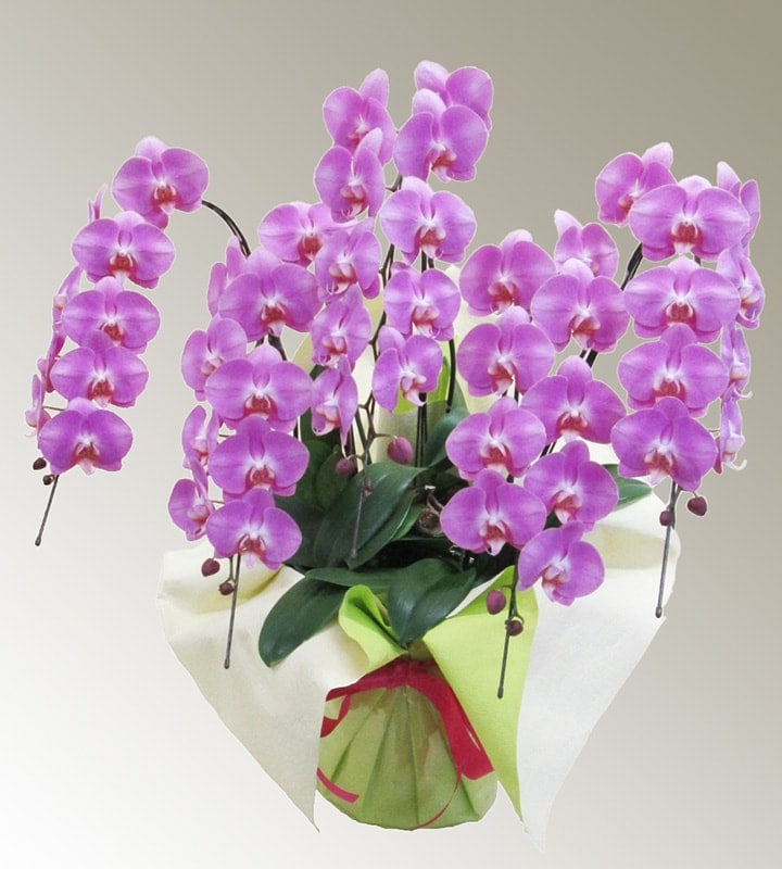 ��ĳ����R-007��