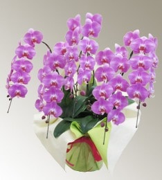 ��ĳ����R-007��