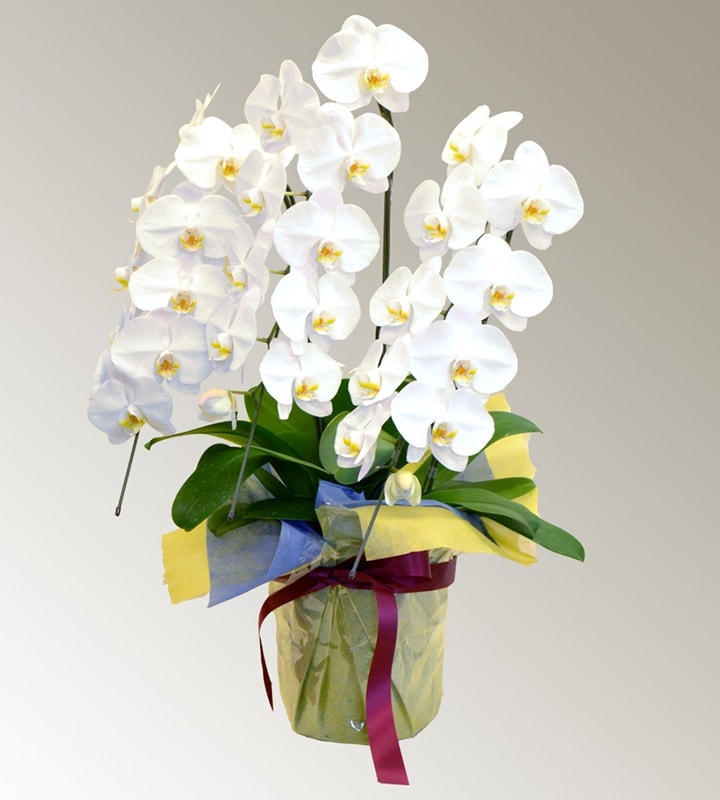 ��ĳ����R-010��