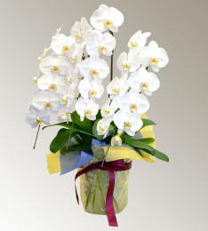 ��ĳ����R-010��