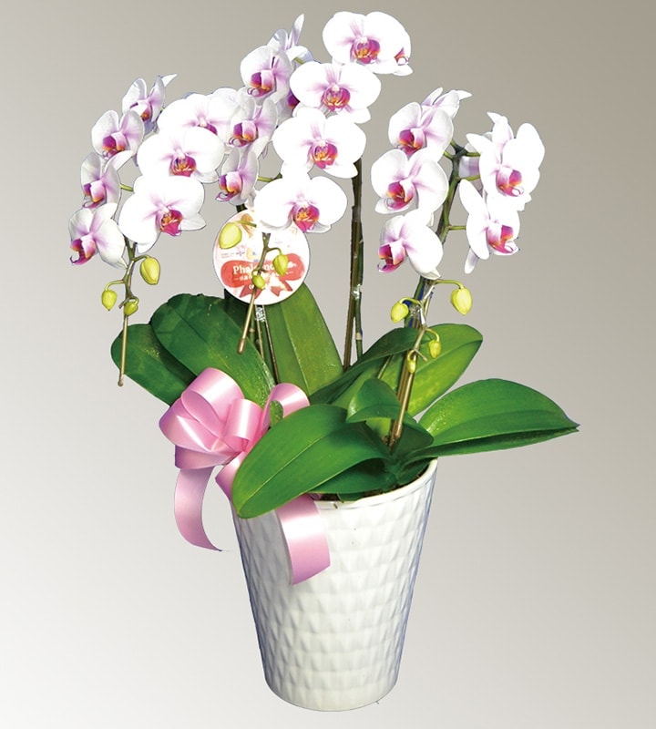 �ߥǥ���ĳ����R-011��