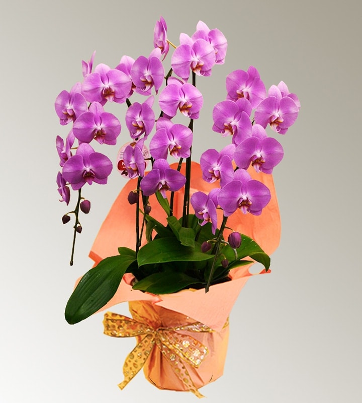 ��ĳ����R-012��