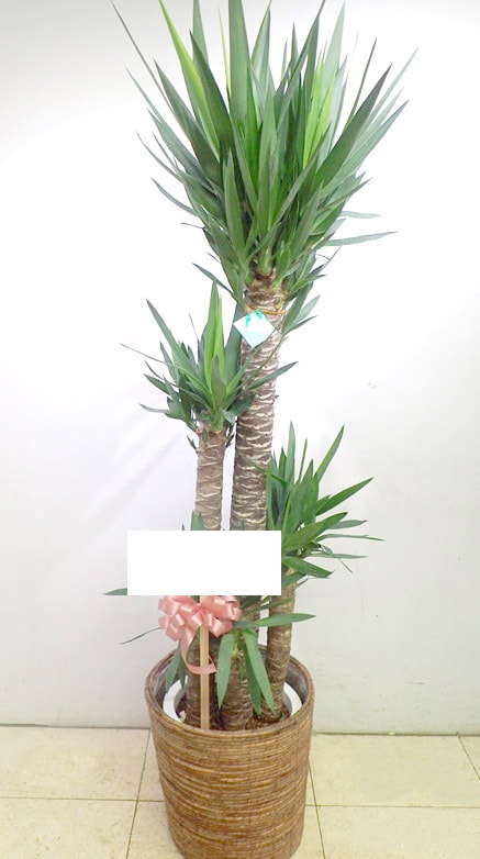 ��å���G-005��