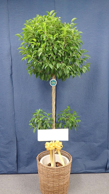 �٥󥸥�ߥ��G-007��