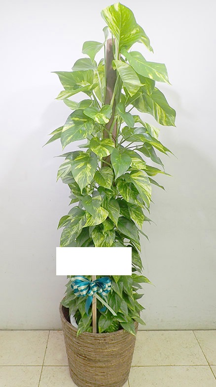 �ݥȥ���G-008��