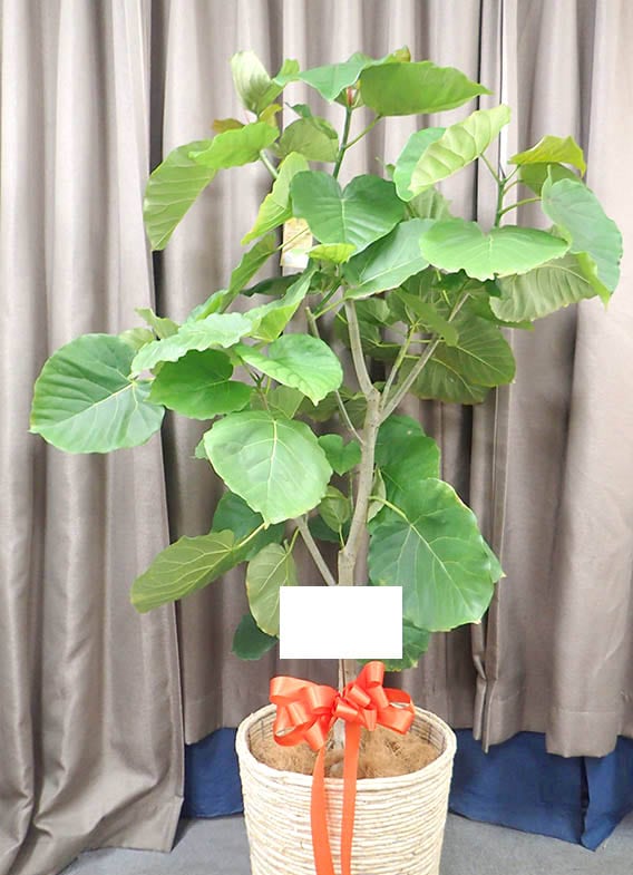 ����٥顼����G-010��