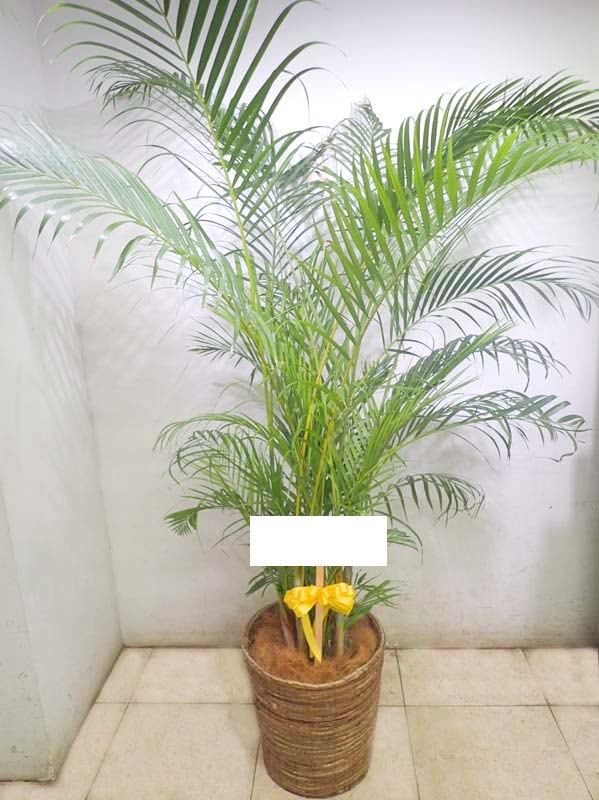 ���쥫�䥷��G-011��