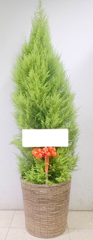 ������ɥ��쥹�ȡ�G-012��