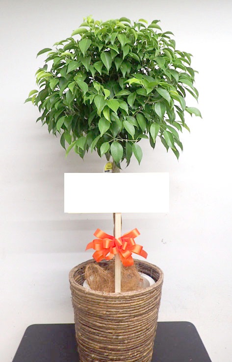 �٥󥸥�ߥ��G-015��