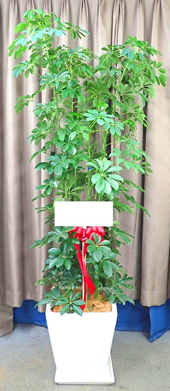 ���ݥå���G-020��