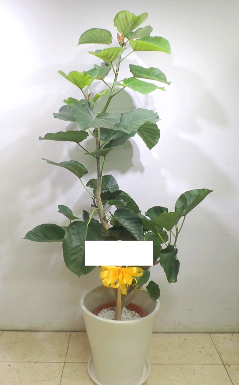 ����٥顼����G-022��