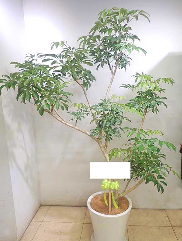 【観葉植物】曲げツピタンサス 受皿付 ツピダンサス 曲がり | HITOTOKI by MAKIMO PLANT