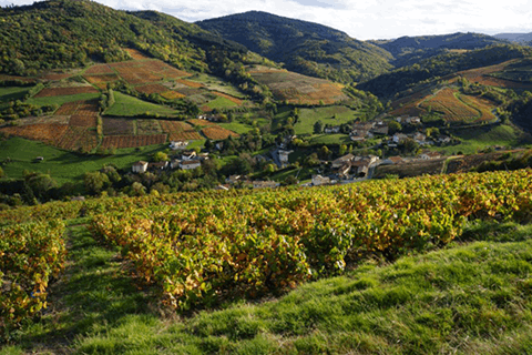 頒布会・ワイン2本×3ヵ月