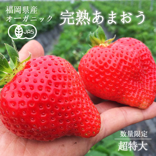超特大サイズ】希少なJAS有機認定！いちご農家伊世さんの