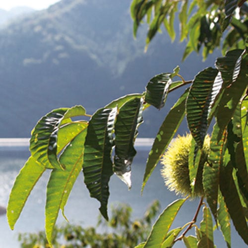 �·��Ǻ�������γ���Τ���Ȥ󡡡ڤ���ͷ�����ۢ�����Ȣ�����ܥ��åȡ�