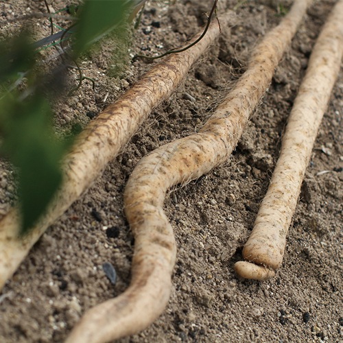 ŲǷûĹëΡ7ǯٻ ʪעϴ12ܡ4̳ƻԲ