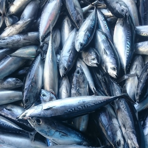 ڹθں建ۤɤǤ뽡ᡡ