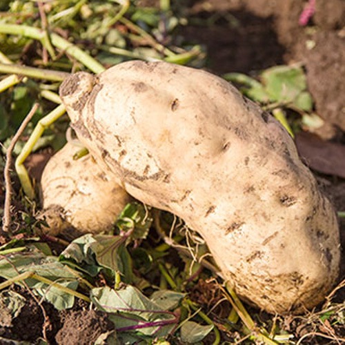 ̳ƻ򤤥ĥޥۤäȤʤ餫Ⱦϥȥݥƥȡ2