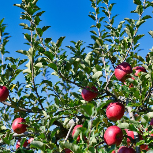 £ѡɽ쥷աĿʥΥȡ3kg11ܡ12