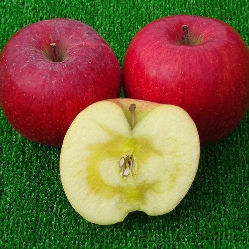 1ʬδϤ󤴤Ѥ󤴥꡼åȡʥդ8ġʼ浪ޤ4ġ