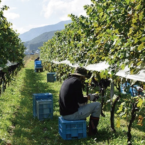 ڿ磻2025ǯٿ̡ܡ̵źÿǻ磻ֽ2720ml211/5ʹ߽вٳͽ