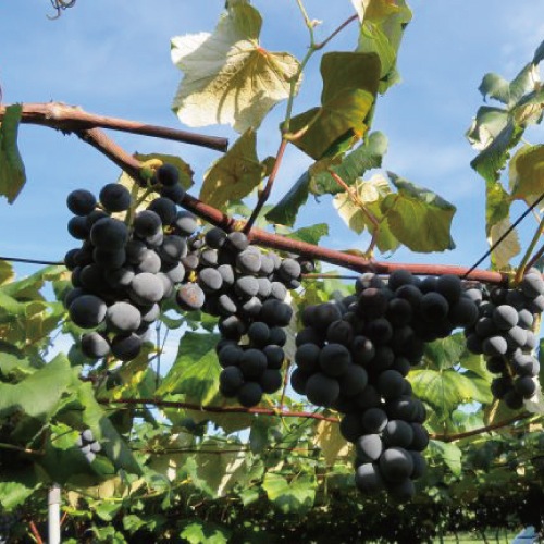 ڿ磻2025ǯٿ̡ܡ̵źÿǻ磻ֽ2720ml211/5ʹ߽вٳͽ