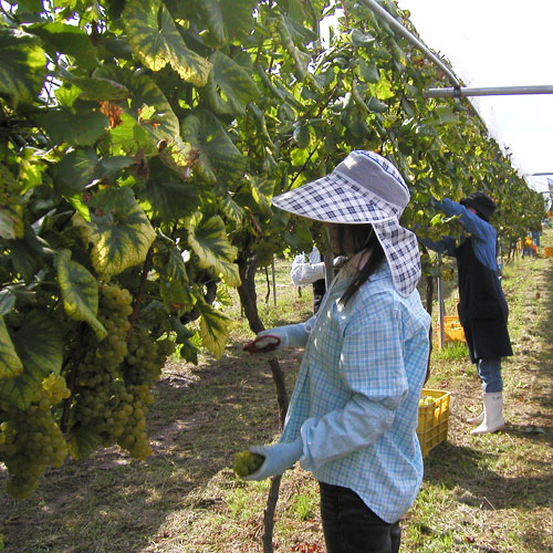 �ڥ�����ơ����磻��۷��ϼ�Х��֥��ǥ��å���1��