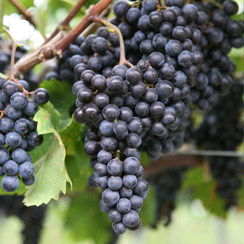 �ڥ�����ơ����磻��۷��ϼ�Х��֥��ǥ��å���1��