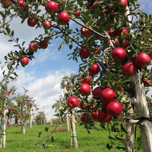 ڵ虜/5¤Ŀ ȶ̤ȥդ2Ǻ֥åץޥ åץѥס