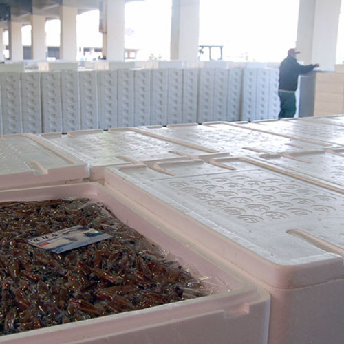 �԰������ǳͤ��ī�Ȥ�ۥ��륤�� ���Ҥ����������Ҥ� ������٥��åȡ�ʼ�˸��ͺ仺ľ����