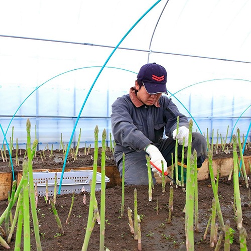 ���̳�ƻ����ڻ��ۥ����ѥ鲦��ο��������������㥢���ѥ��(���꡼��400����ۥ磻��400��)���������ߡ�  ��1���ܡ�1��ܤ˽в�ͽ��