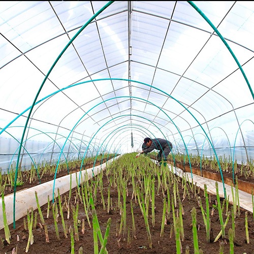 ���̳�ƻ����ڻ��ۥ����ѥ鲦��ο��������������㥢���ѥ��(���꡼��400����ۥ磻��400��)���������ߡ�  ��1���ܡ�1��ܤ˽в�ͽ��