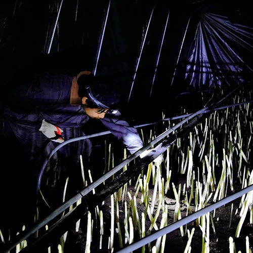 ���̳�ƻ����ڻ��ۥ����ѥ鲦��ο��������������㥢���ѥ��(���꡼��400����ۥ磻��400��)���������ߡ�  ��1���ܡ�1��ܤ˽в�ͽ��