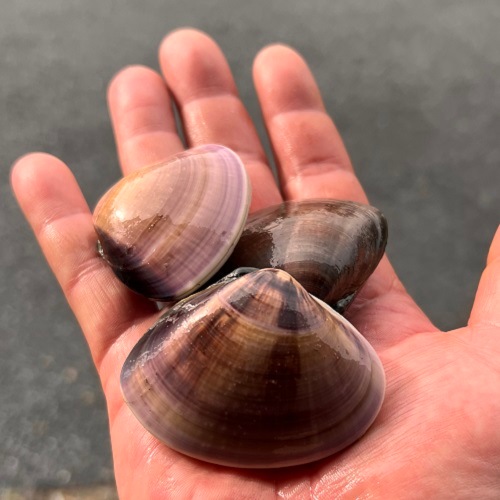 九十九里産網元とれたて直送】天然活はまぐり 小～中サイズ