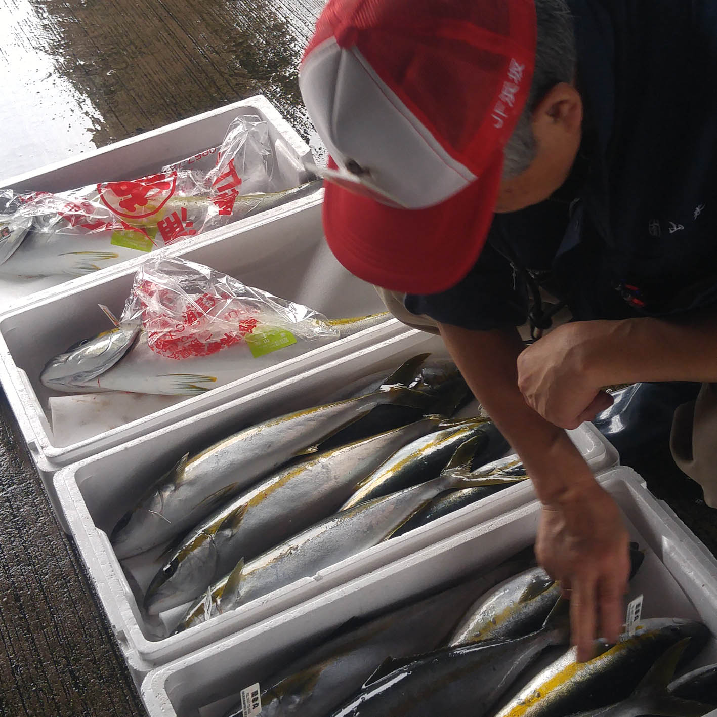 /ʪŸۻܤ֡γͤ줿ƥޥͺϵ ɿ5(57)