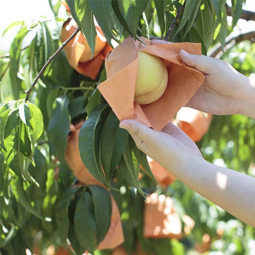 ڲΤ褦˿򤯡ߤ˽Ϥ1kg(56)ϴ11ܡ12