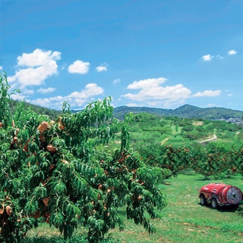 ڲΤ褦˿򤯡ߤ˽Ϥ1kg(56)ϴ11ܡ12