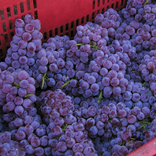 ڿ磻2025ǯٷϼ̡2ܡˢ102ʹ߽вٳ