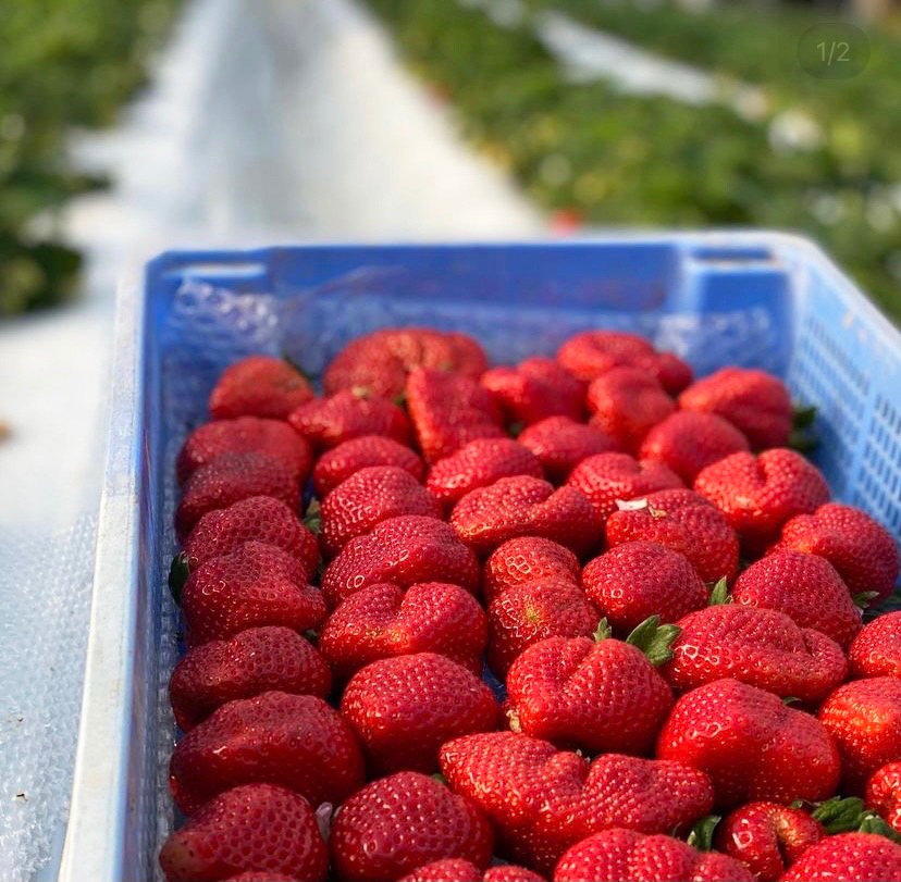 �����祵�����۴�����JASͭ��ǧ�ꡪ���������Ȱ�������Ρ֥������˥å����Ϥ��ޤ����ע����ʹ���12��ܡ�4�����