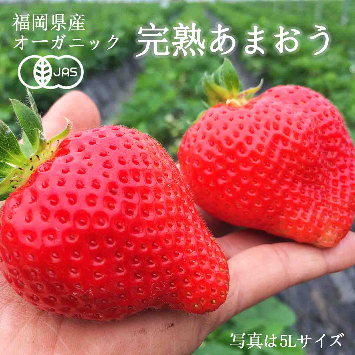 �����祵�����۴�����JASͭ��ǧ�ꡪ���������Ȱ�������Ρ֥������˥å����Ϥ��ޤ����ע����ʹ���12��ܡ�4�����