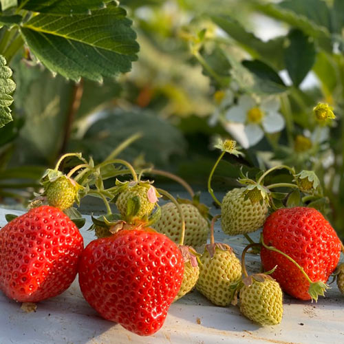 �����祵�����۴�����JASͭ��ǧ�ꡪ���������Ȱ�������Ρ֥������˥å����Ϥ��ޤ����ע����ʹ���12��ܡ�4�����